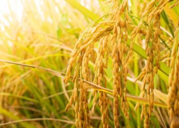 Chinese agricultural experts conduct rice cultivation training in Guinea-Bissau – Xinhua
