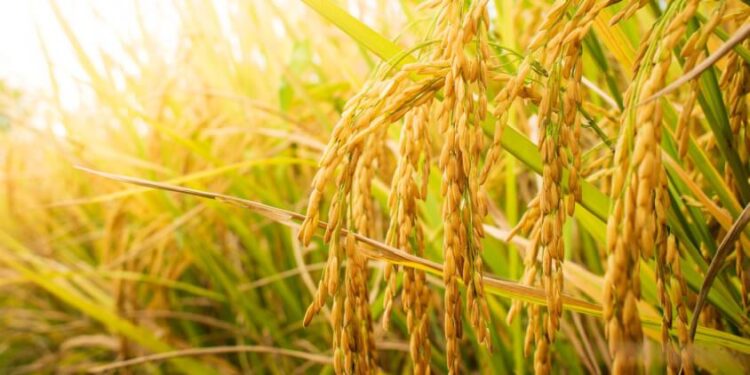 Chinese agricultural experts conduct rice cultivation training in Guinea-Bissau – Xinhua