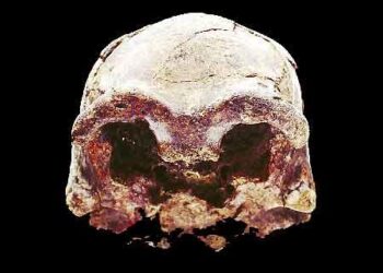 Ethiopian fossil Lucy leaves for her first exhibition in Europe – WKMG