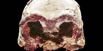 Ethiopian fossil Lucy leaves for her first exhibition in Europe – WKMG