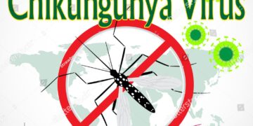 Quick takes: WHO chikungunya warning, mpox in Gambia, more H5N1 in California dairy cows – CIDRAP