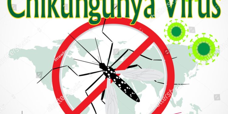 Quick takes: WHO chikungunya warning, mpox in Gambia, more H5N1 in California dairy cows – CIDRAP