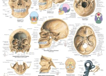 Apparent human skull found in Pitcairn home prompts investigation – CBS News