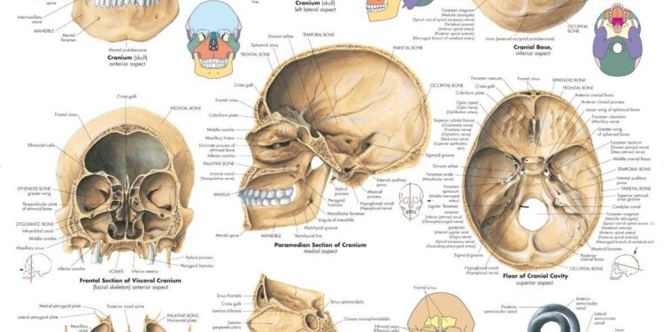 Apparent human skull found in Pitcairn home prompts investigation – CBS News