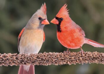 Cardinals May Target Reunion With $56 Million Ace in Blockbuster Trade – Sports Illustrated