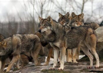 A vanishing colony of a protected species in Greece sparks a fierce debate—and one stray cat is at the center – Diario AS