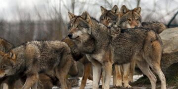 A vanishing colony of a protected species in Greece sparks a fierce debate—and one stray cat is at the center – Diario AS