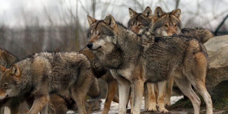 A vanishing colony of a protected species in Greece sparks a fierce debate—and one stray cat is at the center – Diario AS