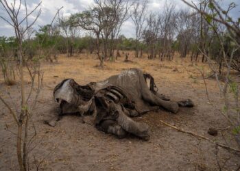 Surviving drought-stricken Zimbabwe – European Civil Protection and Humanitarian Aid Operations