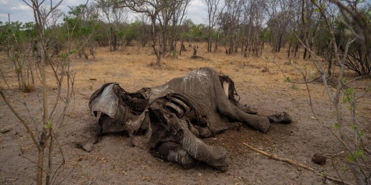 Surviving drought-stricken Zimbabwe – European Civil Protection and Humanitarian Aid Operations