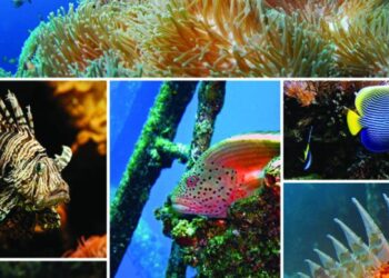Small-scale, big impact: New insights into marine biodiversity around the Cape Verde islands – Phys.org