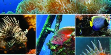 Small-scale, big impact: New insights into marine biodiversity around the Cape Verde islands – Phys.org