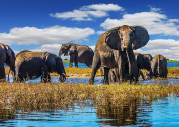 Botswana to slash growth forecast amid prolonged diamond market downturn – Reuters