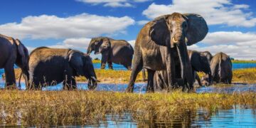 Botswana to slash growth forecast amid prolonged diamond market downturn – Reuters