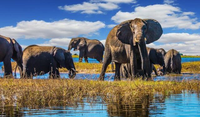 Botswana to slash growth forecast amid prolonged diamond market downturn – Reuters