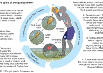 15 Guinea Worm Cases Reported Last Year – The Carter Center