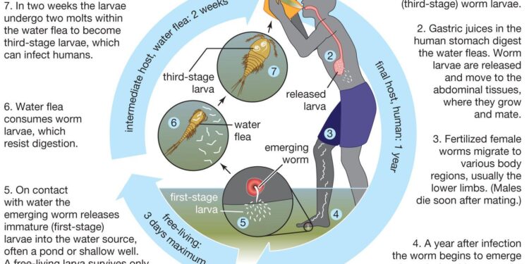 15 Guinea Worm Cases Reported Last Year – The Carter Center