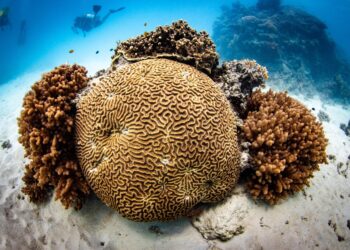 World’s largest coral found in the Pacific near Solomon Islands – BBC