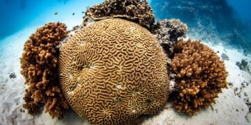 World’s largest coral found in the Pacific near Solomon Islands – BBC