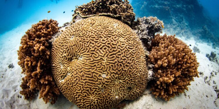 World’s largest coral found in the Pacific near Solomon Islands – BBC