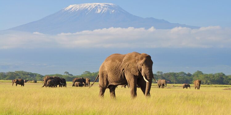 Kenya hires Donald Trump associate for $175,000-a-month U.S. lobbying deal – Business Insider Africa