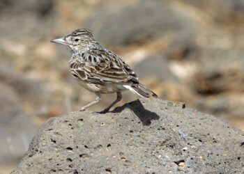 Meet the Raso lark: The critically endangered songbird of Cape Verde – One Earth