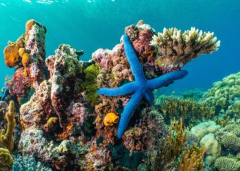 World’s largest coral discovered off the Solomon Islands – ABC News
