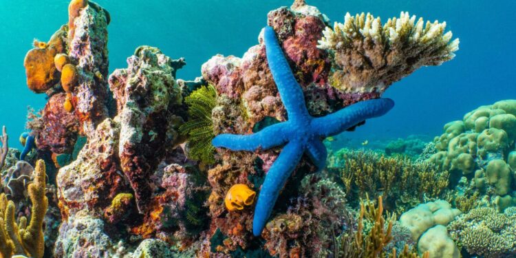 World’s largest coral discovered off the Solomon Islands – ABC News