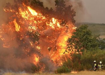 Spain’s wildfires were not deliberately set for building projects – Euronews.com