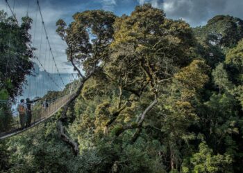 Rwanda confirms it received seven immigrants deported under Donald Trump – Al Jazeera