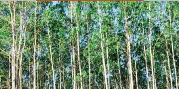 Mauritius advances forest financing through national capacity-building workshop – Welcome to the United Nations