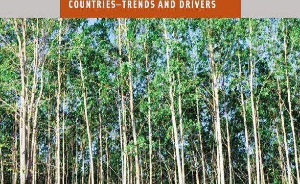 Mauritius advances forest financing through national capacity-building workshop – Welcome to the United Nations