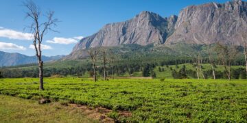 Why Malawi presidential hopefuls pick female running mates – DW