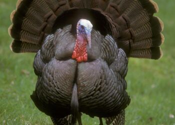 Why Turkey just became Israel’s most dangerous enemy – JNS.org