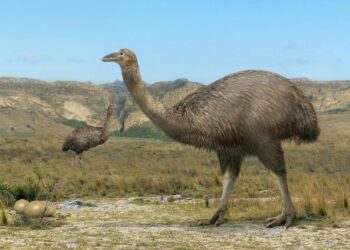 Patterns of late Holocene and historical extinctions on Madagascar – Cambridge University Press & Assessment