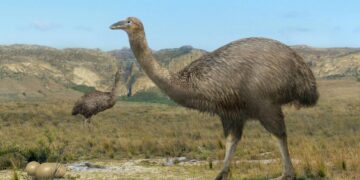 Patterns of late Holocene and historical extinctions on Madagascar – Cambridge University Press & Assessment