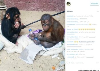 Fighting back against Guinea-Bissau’s illegal chimpanzee trade – Mongabay