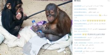 Fighting back against Guinea-Bissau’s illegal chimpanzee trade – Mongabay