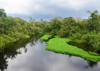 Gabon’s leader Nguema elected president with 90.35% of vote, interior minister says – Reuters