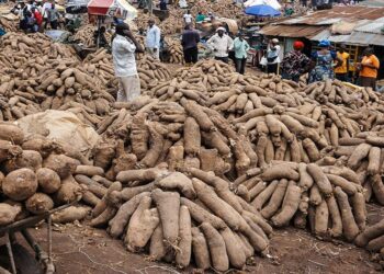 Benin Yam Festival has long history, but environmental threats loom – New York Amsterdam News