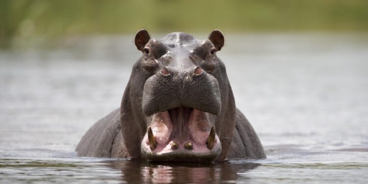 The most dangerous animal you can face on safari? The one in front of you – The Sydney Morning Herald