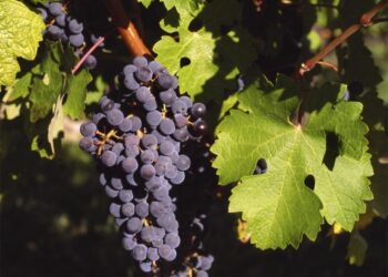 The 7 Best Cabernet Sauvignon From Napa Valley’s St Helena AVA – Robb Report