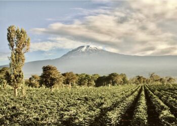 Cultivating Partnerships in Kilimanjaro: Team Europe’s Role in Tanzania’s Agricultural Transformation – EEAS