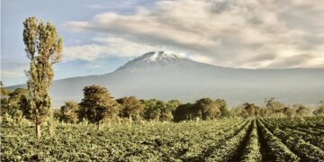 Cultivating Partnerships in Kilimanjaro: Team Europe’s Role in Tanzania’s Agricultural Transformation – EEAS