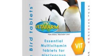 Seychelles study shows seabird nutrients boost marine ecosystems around rat-free islands – Lancaster University