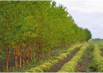 Multipurpose trees on farms can improve nutrition in Malawi – ScienceDirect.com