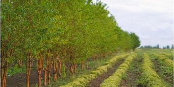 Multipurpose trees on farms can improve nutrition in Malawi – ScienceDirect.com