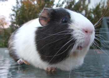 UPDATES: Two dozen guinea pigs recovered as a mother and daughter are implicated in their theft – kold.com