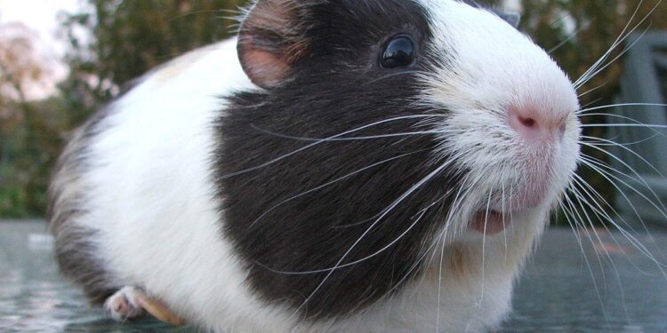 UPDATES: Two dozen guinea pigs recovered as a mother and daughter are implicated in their theft – kold.com