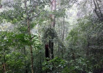 Conserving Gola forest: Sierra Leone and Liberia unite for peace, sustainability – Welcome to the United Nations